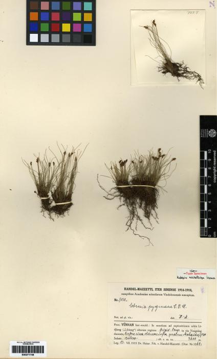 Carex parvula image