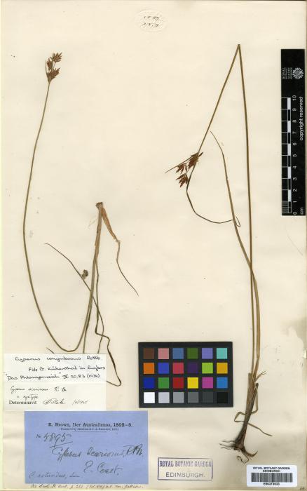 Cyperus pangorei image