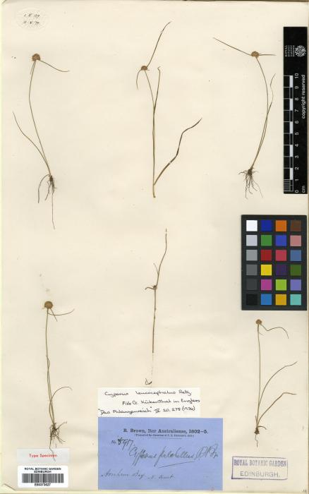 Cyperus pulchellus image