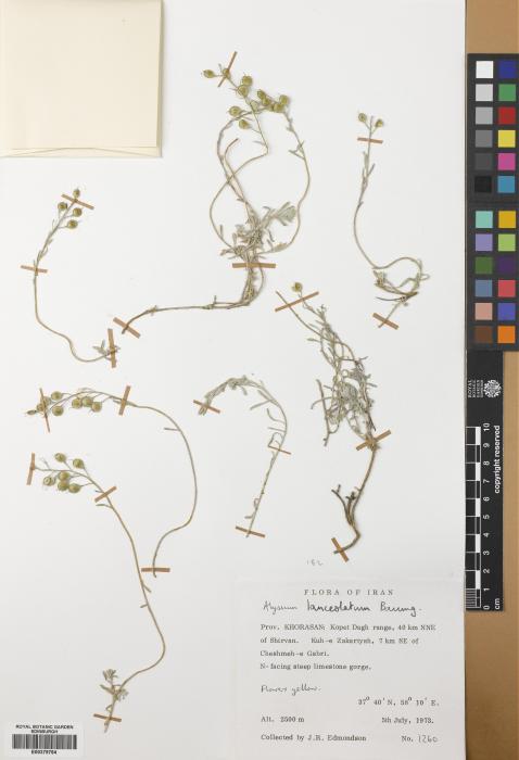 Alyssum lanceolatum image