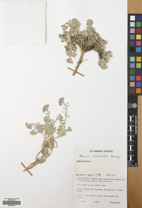 Alyssum lanceolatum image