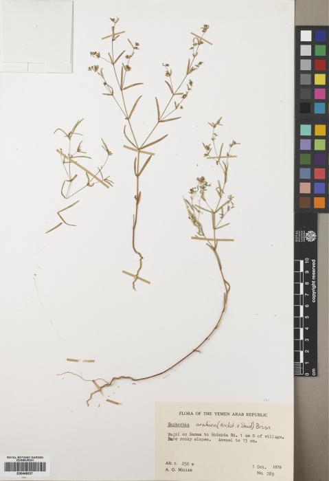 Euphorbia arabica image
