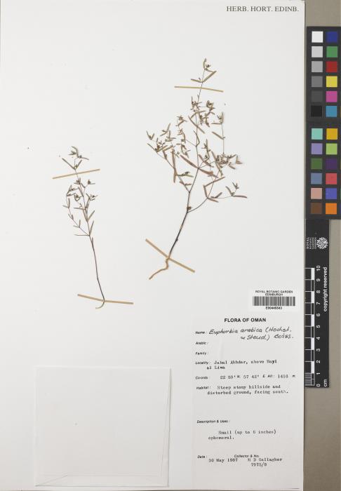 Euphorbia arabica image