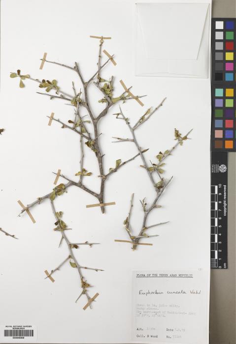 Euphorbia cuneata image