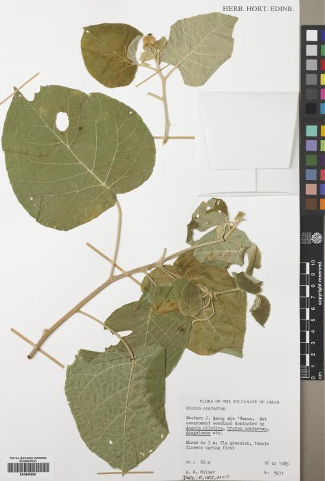 Croton confertus image