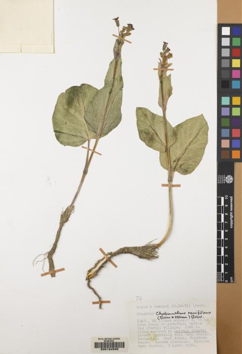 Chalcanthus tuberosus image