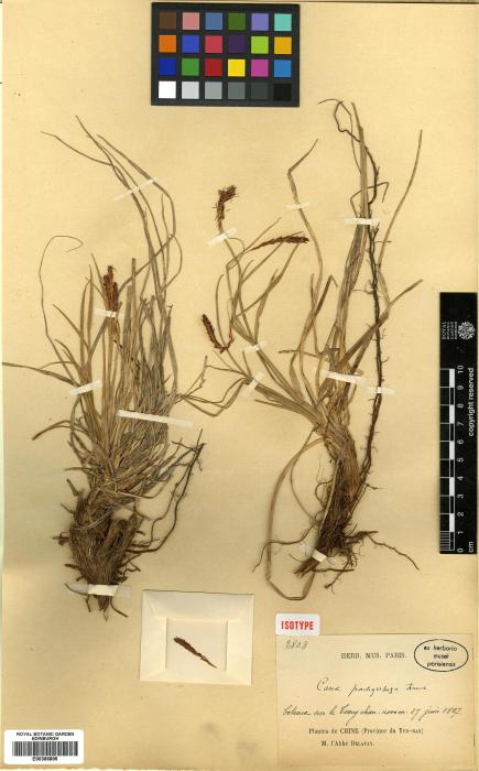 Carex setosa image