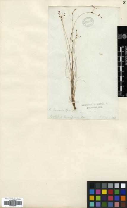 Abildgaardia densa image