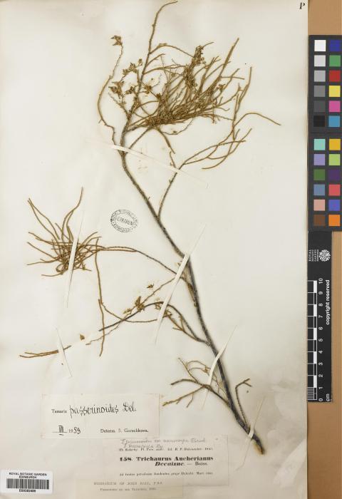 Tamarix passerinoides image