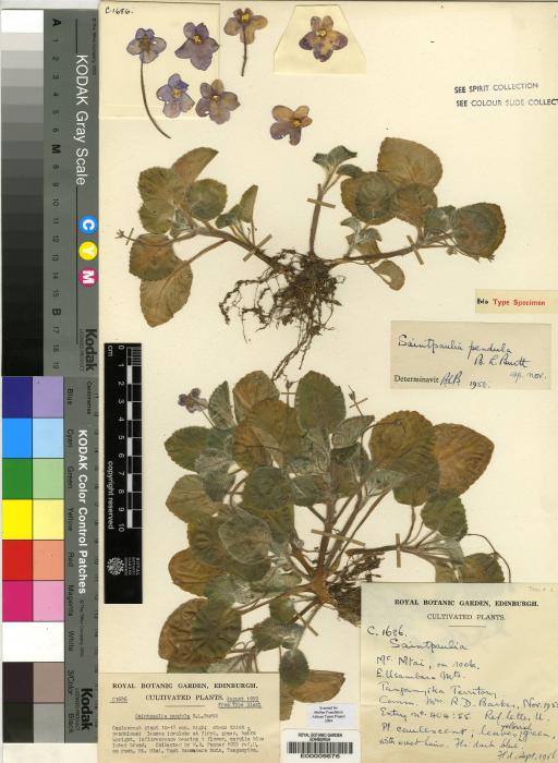 Streptocarpus ionanthus image