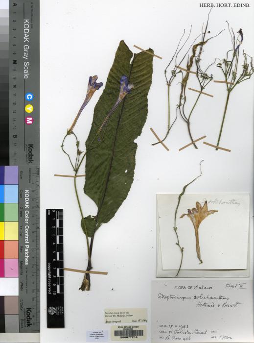 Streptocarpus dolichanthus image