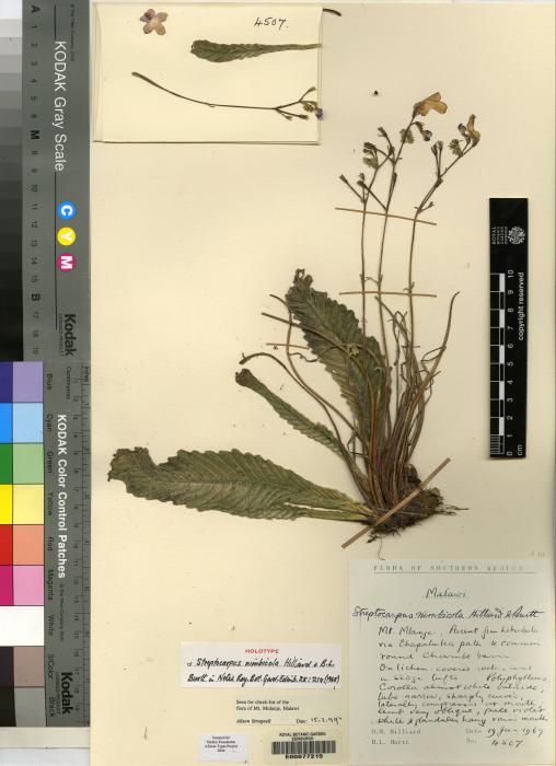 Streptocarpus nimbicola image