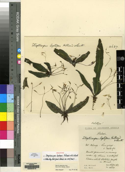 Streptocarpus leptopus image