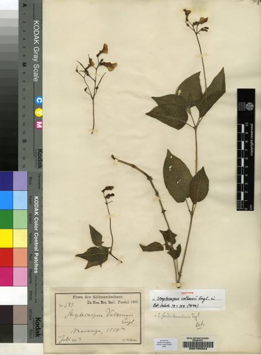 Streptocarpus glandulosissimus image