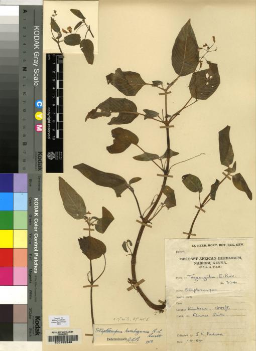 Streptocarpus kimbozanus image