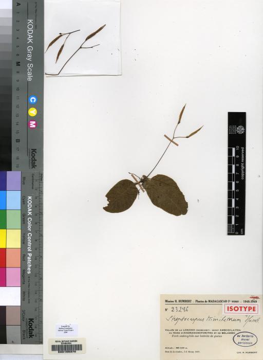 Streptocarpus tsimihetorum image