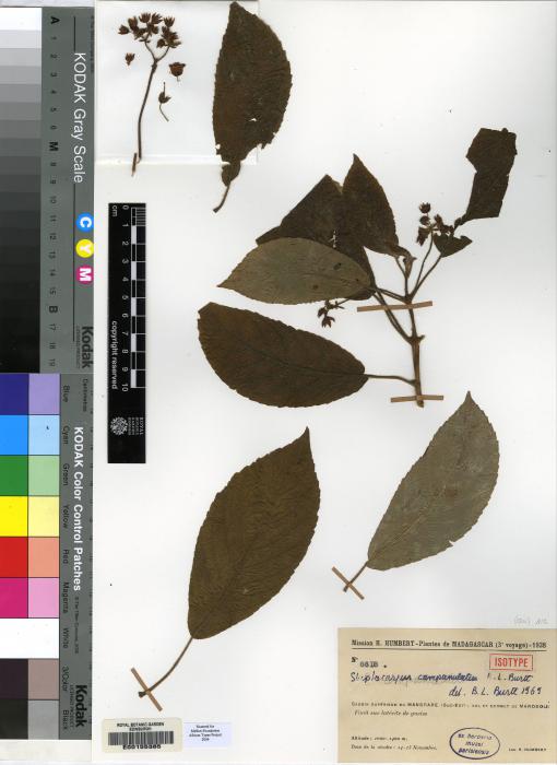 Streptocarpus campanulatus image