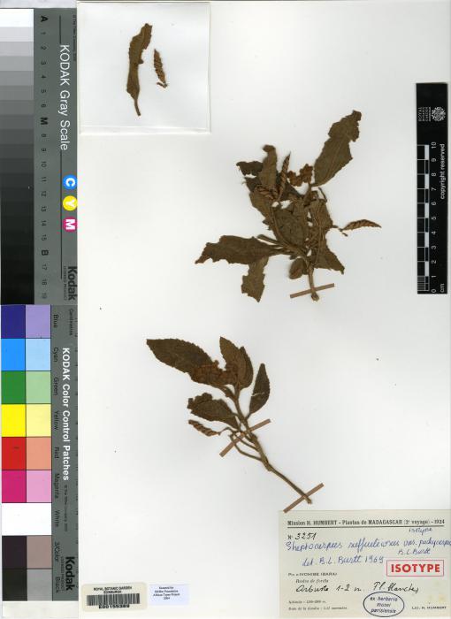Streptocarpus suffruticosus image