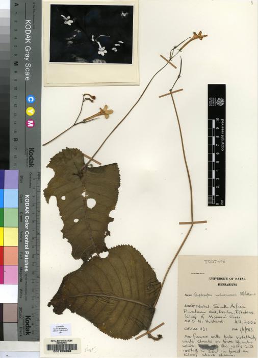Streptocarpus molweniensis image