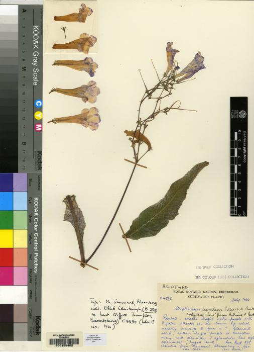 Streptocarpus caeruleus image