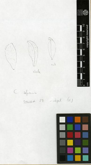Carex setigera var. schlagintweitiana image
