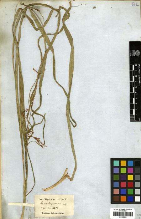 Carex longicruris image
