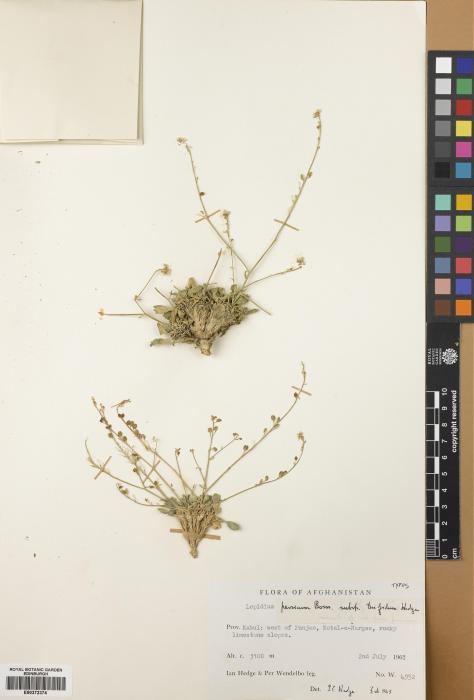 Lepidium persicum subsp. trifidum image