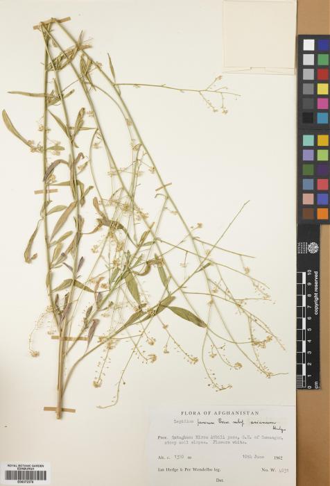 Lepidium persicum subsp. arianum image