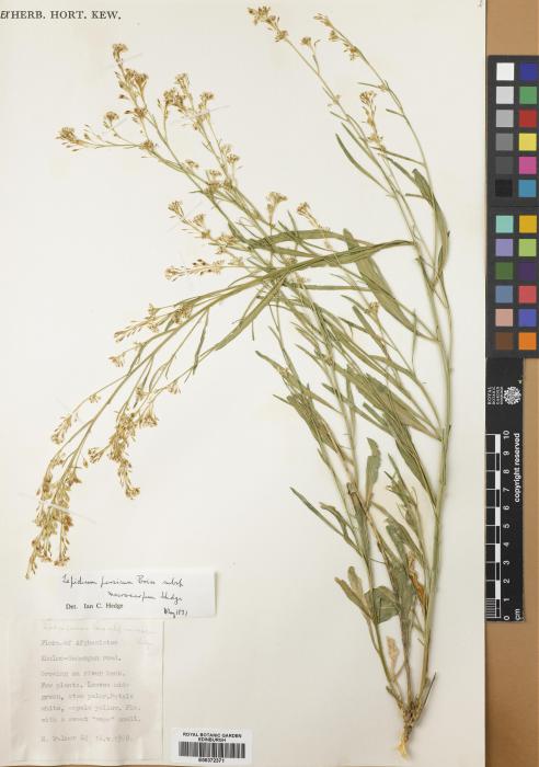 Lepidium persicum subsp. macrocarpum image