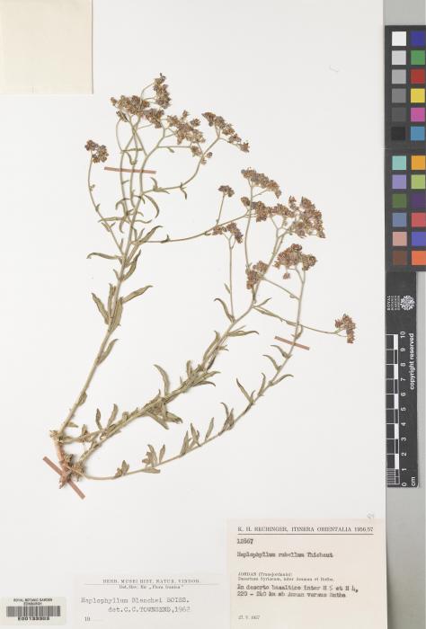 Haplophyllum blanchei image