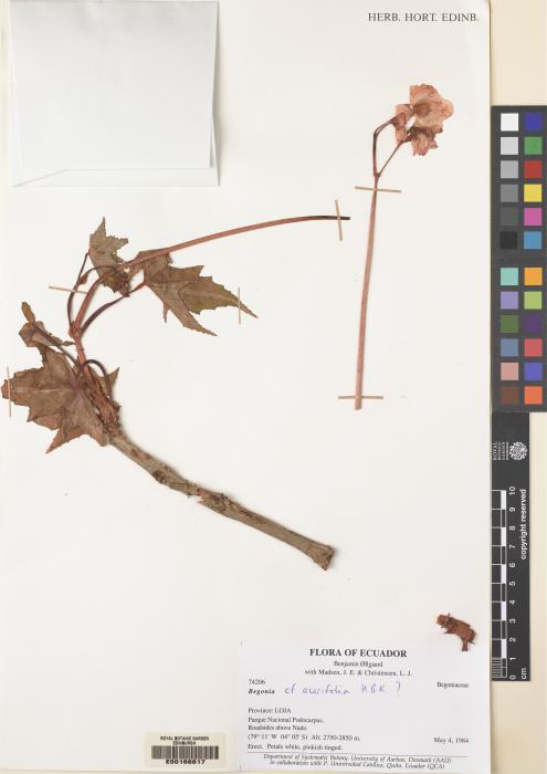Begonia acerifolia image