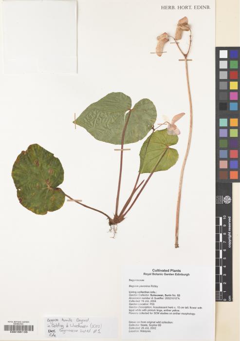 Begonia humilis image
