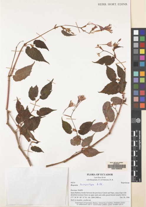 Begonia fuchsiiflora image