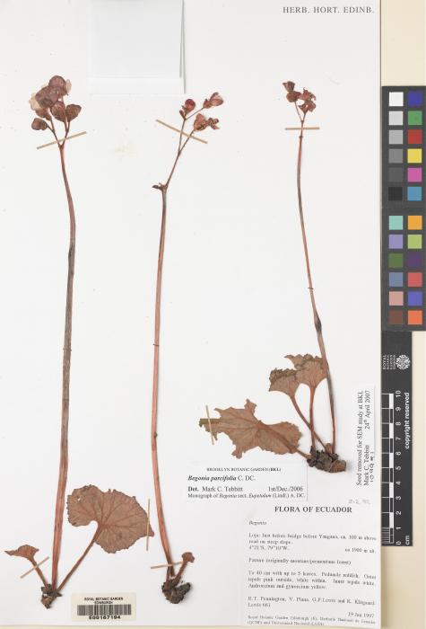 Begonia parcifolia image