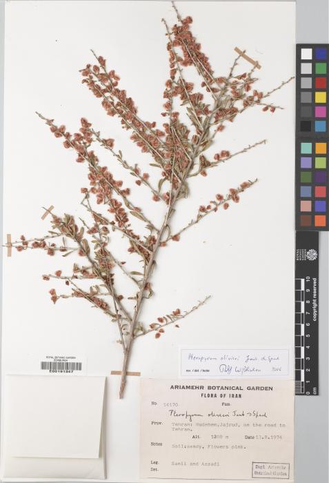 Pteropyrum olivieri image