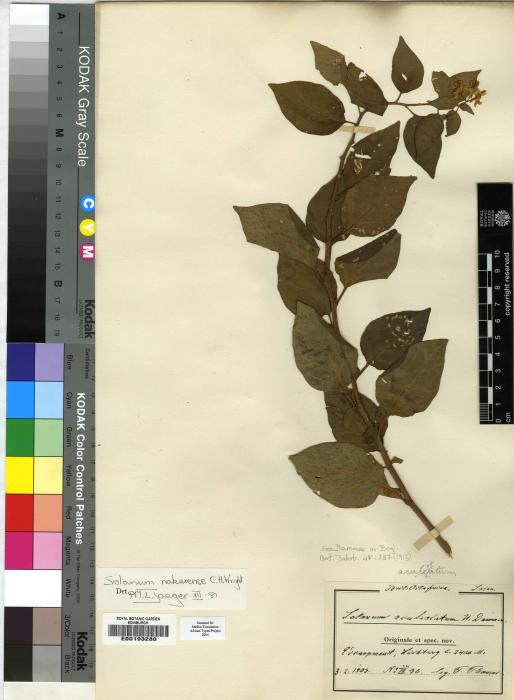 Solanum nakurense image