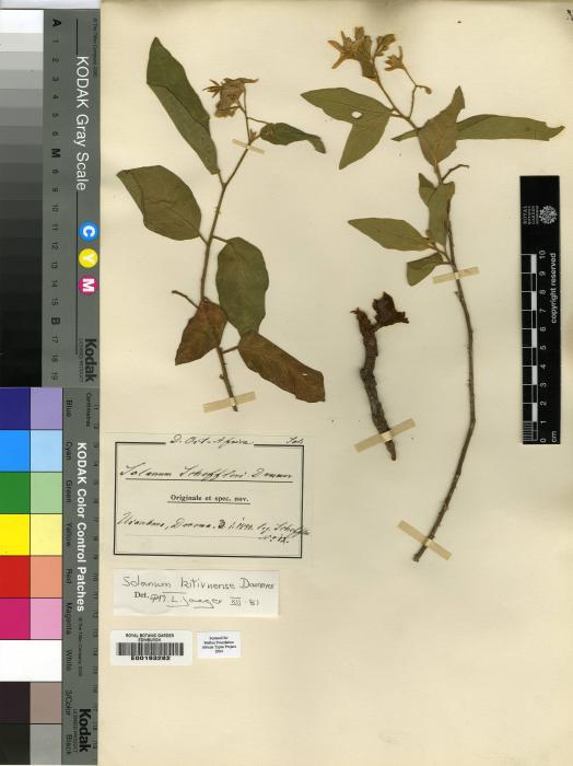 Solanum stipitatostellatum image