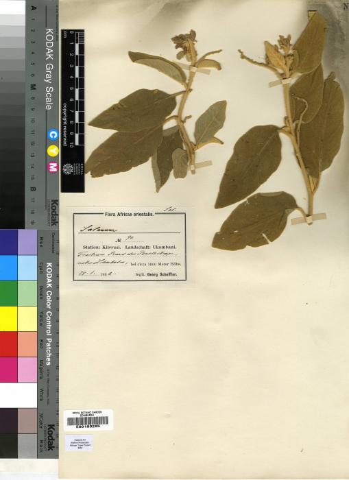 Solanum stellativillosum image