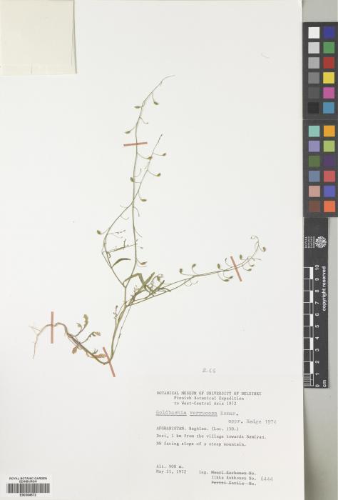 Goldbachia verrucosa image
