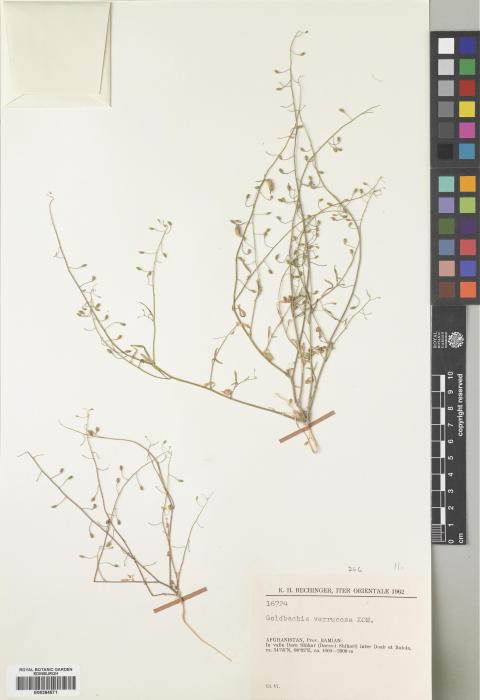 Goldbachia verrucosa image