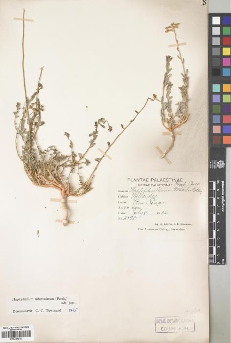 Haplophyllum tuberculatum image