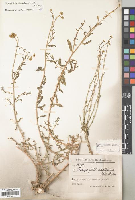 Haplophyllum tuberculatum image