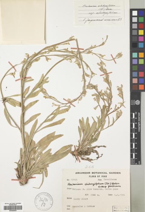 Anchonium elichrysifolium subsp. elichrysifolium image
