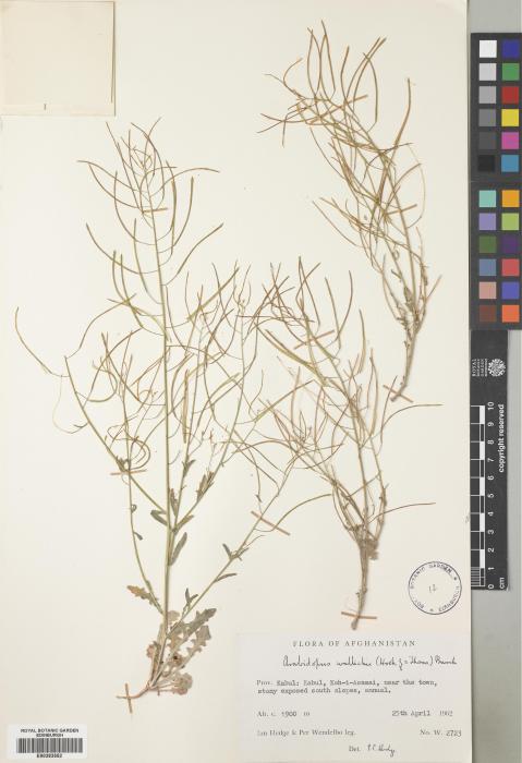 Arabidopsis russelliana image