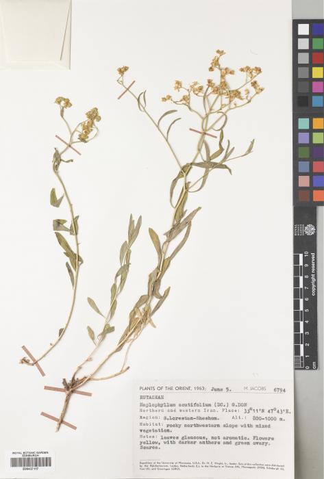 Haplophyllum acutifolium image