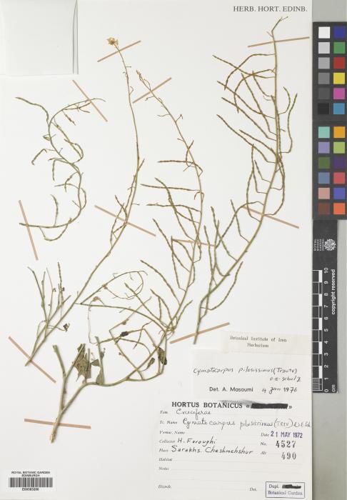 Cymatocarpus pilosissimus image