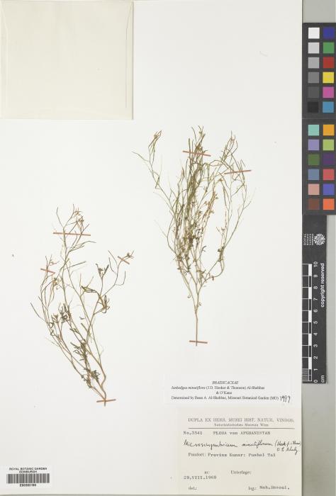 Ianhedgea minutiflora image