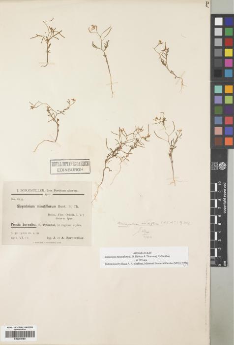 Ianhedgea minutiflora subsp. brevipedicellata image