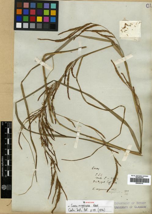 Carex myosurus image