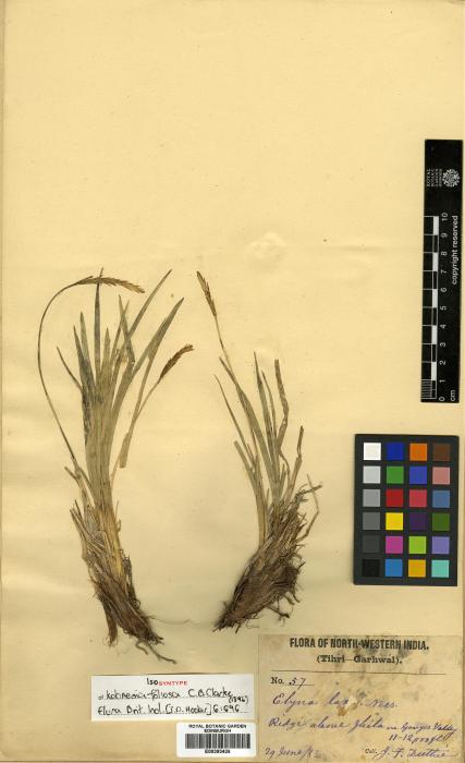 Carex esenbeckii image